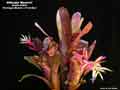 Billbergia 'Maverick'