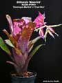 Billbergia 'Maverick'