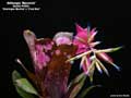 Billbergia 'Maverick'