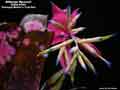 Billbergia 'Maverick'