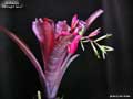 Billbergia 'Midnight Hour'