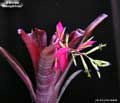 Billbergia 'Midnight Hour'