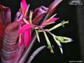 Billbergia 'Midnight Hour'