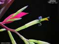 Billbergia 'Midnight Hour'