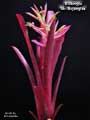 Billbergia 'Mr. Bojangles'
