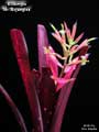 Billbergia 'Mr. Bojangles'