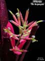 Billbergia 'Mr. Bojangles'