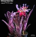 Billbergia 'Mucho Mas'
