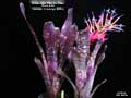 Billbergia 'Mucho Mas'
