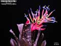 Billbergia 'Mucho Mas'