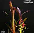 Billbergia 'Northern Lights'