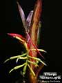 Billbergia 'Northern Lights'