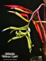 Billbergia 'Northern Lights'