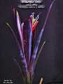 Billbergia 'Onyx'
