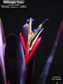 Billbergia 'Onyx'