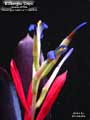 Billbergia 'Onyx'