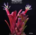 Billbergia 'Paisano'