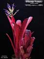 Billbergia 'Paisano'