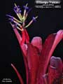 Billbergia 'Paisano'