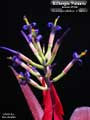 Billbergia 'Paisano'