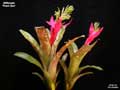 Billbergia 'Peridot'