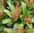 Billbergia 'Peridot'