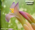 Billbergia 'Peridot'