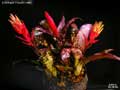 Billbergia 'Poquito Mas'