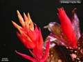 Billbergia 'Poquito Mas'