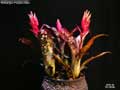Billbergia 'Poquito Mas'