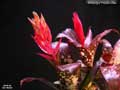 Billbergia 'Poquito Mas'
