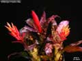 Billbergia 'Poquito Mas'
