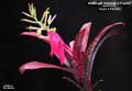 Billbergia 'Raspberry Freeze'