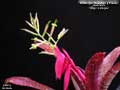 Billbergia 'Raspberry Freeze'
