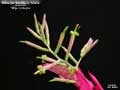 Billbergia 'Raspberry Freeze'