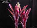 Billbergia 'Raspberry Tea'