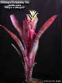 Billbergia 'Raspberry Tea'