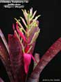 Billbergia 'Raspberry Tea'