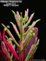 Billbergia 'Raspberry Tea'