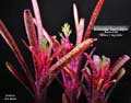 Billbergia 'Razzmajazz'