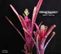 Billbergia 'Razzmajazz'