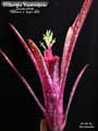 Billbergia 'Razzmajazz'