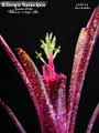 Billbergia 'Razzmajazz'