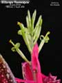 Billbergia 'Razzmajazz'