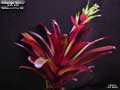 Billbergia 'Shiraz'
