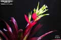 Billbergia 'Shiraz'