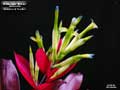 Billbergia 'Shiraz'