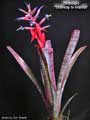 Billbergia 'Stairway to Heaven'