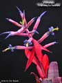 Billbergia 'Stairway to Heaven'