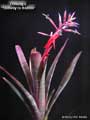 Billbergia 'Stairway to Heaven'